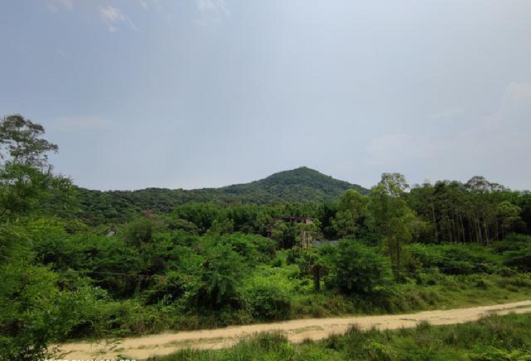 黃埔油麻山